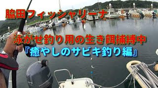 2019-8-21  サビキ釣りで生き餌を捕縛　脇田フィッシャリーナ