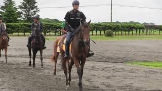 ダークマレイン2018　木村牧場2020年6月の調教