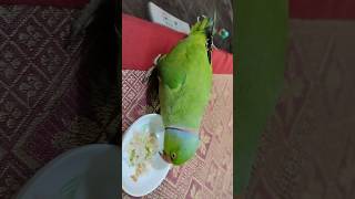 Parrot eating food.... Mithoo k meetha Pasand ha.....        #mithoo #birds #parrot