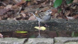 自然環境保全センター 自然観察園のクロジ（雄・若鳥）その４０（4K60P動画）