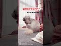 お耳がカイカイなシーズー犬バル君～ shihtzu ear is itchy ～ shorts