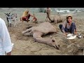 Desert Women Morning Routine in Hot Summer Pakistan | Village Life Pakistan ||Widelense Pakistan