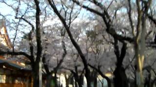 桜 さくら サクラ お花見 靖国神社 2010.4.4