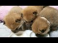 【柴犬】ペロペロ、もぐもぐ・・・仲良く離乳食を食べる子犬３兄弟【赤ちゃん】