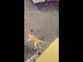 cat fall from bridge hit wire