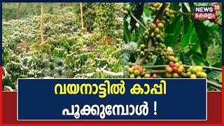 വയനാട്ടിൽ കാപ്പി പൂക്കുമ്പോൾ ! ;  കർഷകർക്ക് ശുഭ പ്രതീക്ഷ | When Coffee Blooms In Wayanad