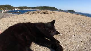 防波堤にいた子猫が人懐こすぎて💓