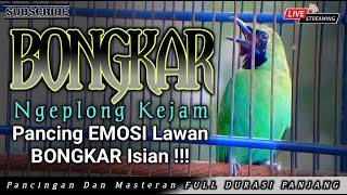 CUCAK IJO GACOR NGEPLONG ISIAN, pancingan dan masteran cucak ijo agar semakin gacor dan rajin bunyi