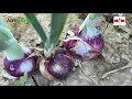 Onion growing guide for the Philippines