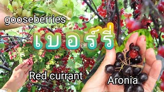 24.8.2019 ผลไม้ฟินแลนด์ แดง, เขียว, ดำ Red currant, Gooseberry, Aronia berries ท้ายคลิปส่องเห็ด