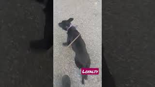 #pitbull#fypシ #viral #shortsvideo #doglover#dogs #viral #dog #dogtraining #fyi #workingdogs