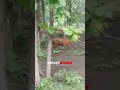 viral... penampakan harimau di hutan jati