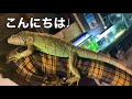 japanese reptile shop this iguana is taking over my house