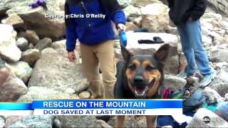 Dog Stranded on Mountain, Rescuers Refuse to Give Back to Owner