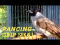 Satu kali pancing pasti nyaut di masteri SUARA BURUNG KUTILANG GACOR ini di jamin_MVP