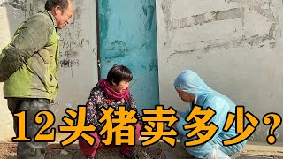 常输家卖12头大猪卖多少钱，大妮和常输越说越激动【农村傻大妮儿】