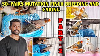 Zebra finch breeding tips | Zebra finch care | Zebra finch mutations tamil