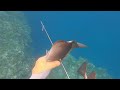 december highlights borongan spearfishing