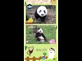 동농네컷 🐼애교쟁이 ‘러바오’의 아가시절 담은 동농네컷💛 shorts tv동물농장 animalfarm sbsstory