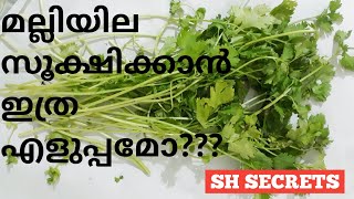 ആഴ്ചകളോളം  മല്ലിയില  ഒരു  കേടും  കൂടാതെ  സൂക്ഷിക്കാം | HOW TO STORE CORIANDER LEAVES FRESH FOR LONG