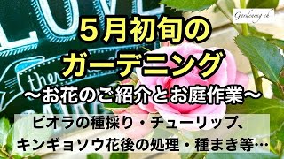 【園芸・ガーデニングを楽しもう！】５月に咲く宿根草や１年草のご紹介とビオラの種取りやチューリップの花後処理など５月のお庭作業をまとめた動画です。