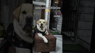 Sher hamesha Apne man ki karta hai..😏😎#funny #trendingvedio #labradoor #doglover #petlover