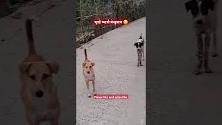 भूखे प्यासे बेजुबान 😔 #doglovers #dog #shorts #shortsfeed