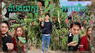 ញាំផ្លែដំបងយក្ស អាមេរិច 🌵