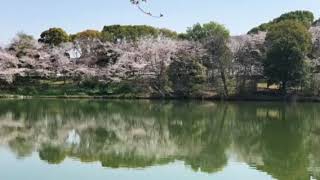 桜  庭代公園 堺市