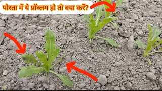 posta plant deasese and treatment पोस्ता की पत्तियाँ सूख रही हो तो क्या करें?