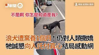 台南流浪狗遭棄養1個月仍對人類撒嬌 牠誠懇向人託付真心 結局感動網友｜寵物