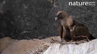 Eurasian griffon vulture in nest with a one-week-old chick, Casares, Andalusia, Spain