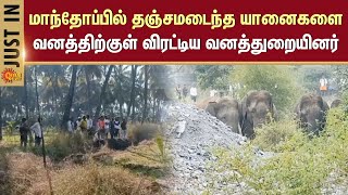 Elephant Viral Video | Hosur | Residential Area | Kelamangalam | Forest Officers | Sun News