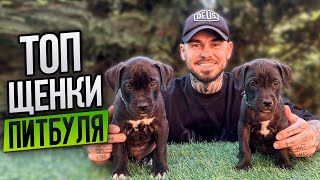 АМЕРИКАНСКИЙ ПИТБУЛЬТЕРЬЕР! ЛУЧШИЕ ЩЕНКИ