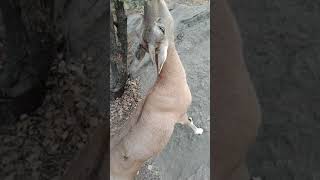 Lily (a female Urial)#best #viral #shorts #wildlife #nature #conservation #no1