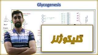 گلیکوژنز / بیوشیمی و متابولیسم  کربوهیدرات ها / Glycogenesis