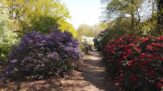 Walking in Wageningen 🌞 | Belmonte Arboretum Gardens | The Netherlands - 4K60