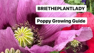 Poppy Growing Guide