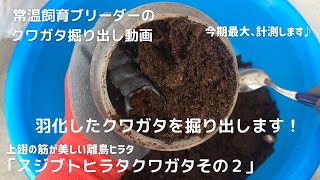 羽化したクワガタを掘り出します！スジブトヒラタクワガタ。今期羽化最大個体も計測しました！