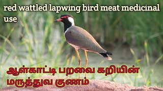 Red wattled lapwing bird medicinal use/ஆள்காட்டி பறவை கறியில் மருத்துவ குணம் /aalkaatti bird