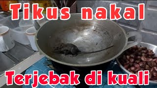 TIKUS TERJEBAK DI PENGGORENGAN