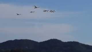 １１月１２日コハクチョウ飛翔