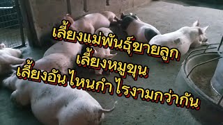 เลี้ยงหมูขายลูก หรือเลี้ยงหมูขุน อันไหนดีกว่ากัน#ขุนหมูขาย #วิธีเลี้ยงหมู