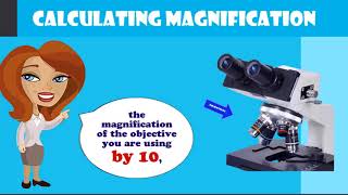 calculating magnification on a compound microscope