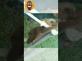 you won t believe how adorable these sloths are watch them do amazing things funny funnyanimals