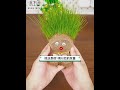 Grass Head Doll Plant Kit – Watch It Grow!