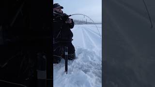 Hammering BIG fish ice fishing in ALASKA! Unreal fishing trip! #fishing #icefishing #Trout #Alaska