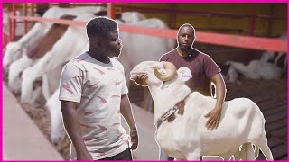 He Left the Uk & Now Own The Biggest Sheep Farm In The Gambia