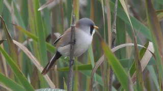 Bearded Tit