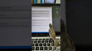 Cute baby Sparrow playing with mouse pointer #birds #eating #funny